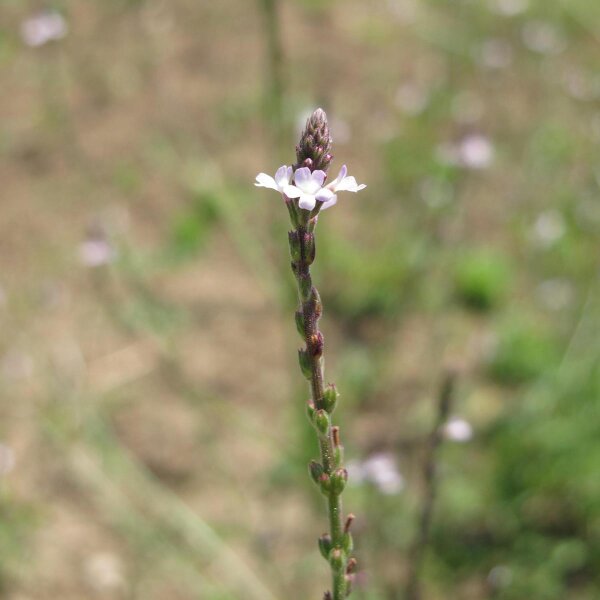 Verbena (Verbena officinalis) semillas