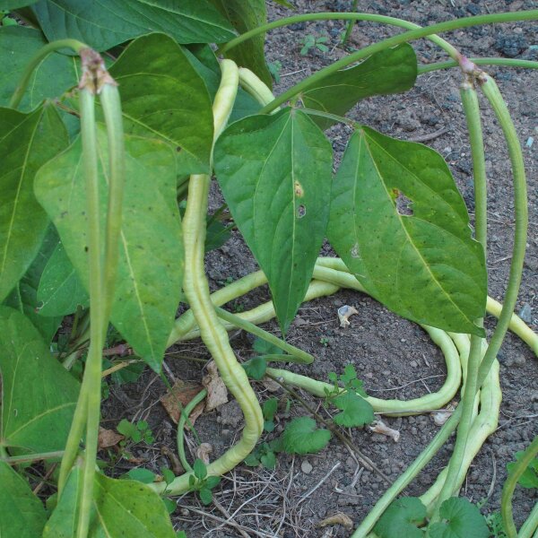 Judía de metro / Caupí (Vigna unguiculata) semillas