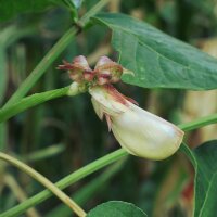 Judía de metro / Caupí (Vigna unguiculata) semillas