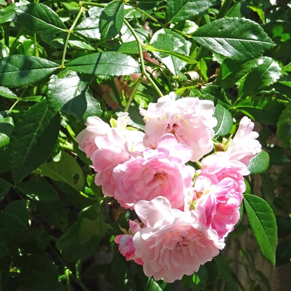 Rosa China Angel Wings (Rosa chinensis) semillas