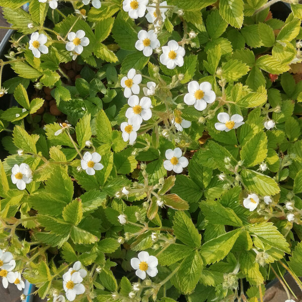 Fresa almizcle (Fragaria moschata) semillas