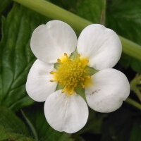 Fresa almizcle (Fragaria moschata) semillas