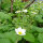 Fresa almizcle (Fragaria moschata) semillas