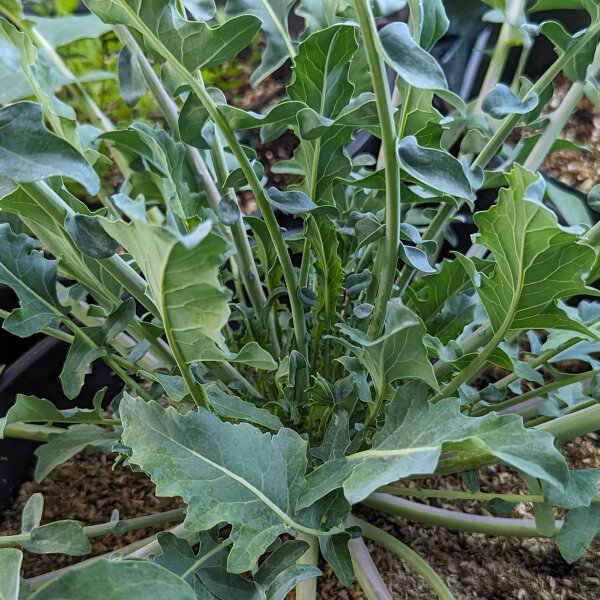 Broccolo Fiolaro (Brassica oleracea var. Italica) organic semillas