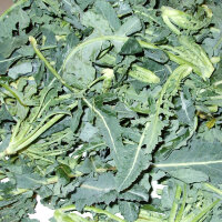 Broccolo Fiolaro (Brassica oleracea var. Italica) organic semillas