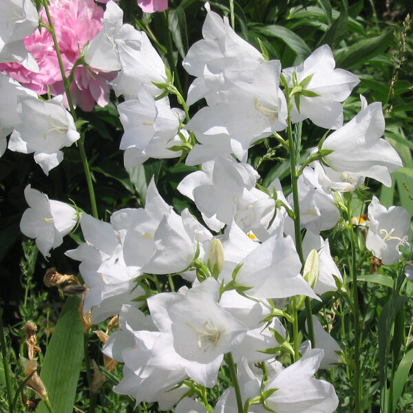 Peach-Leaved Bellflower Alba (Campanula persicifolia)