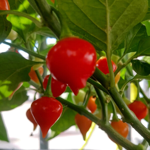 Chile  Biquinho (Capsicum chinense ) semillas