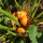 Calabaza / potimarrón Golden Nugget (Cucurbita maxima)  semillas