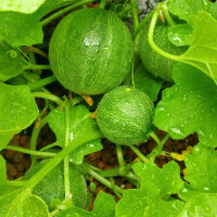 Melón Minnesota Midget (Cucumis melo) semillas