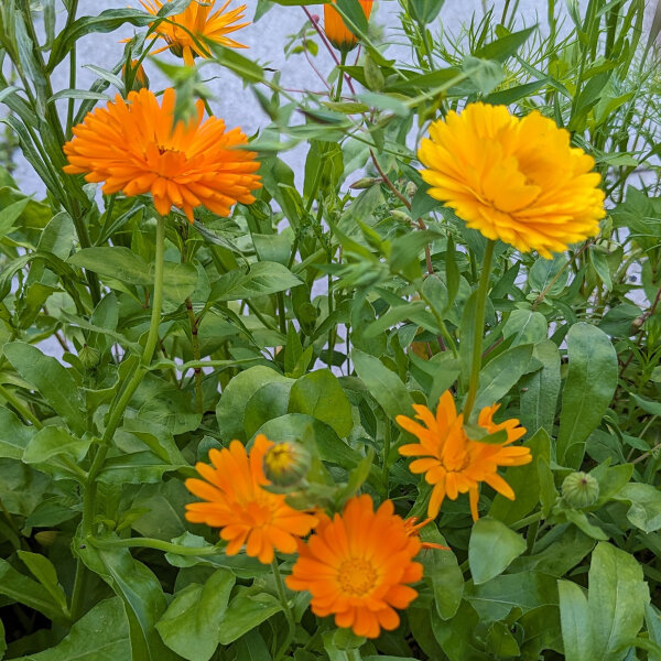 Ramo de flores naranja