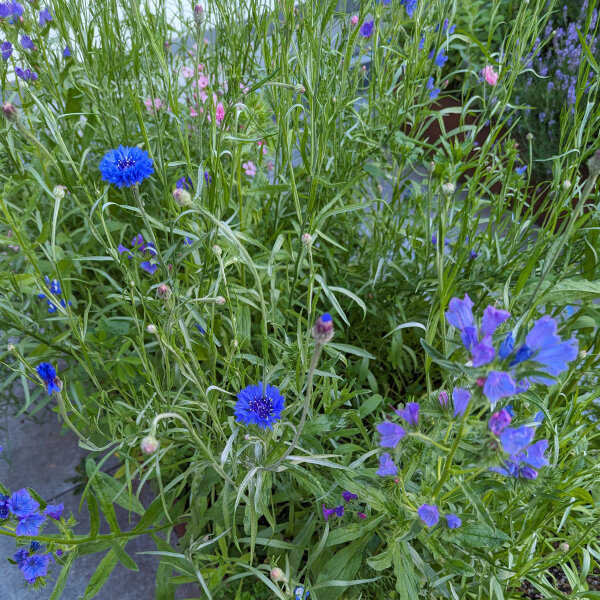 Ramo de flores azules