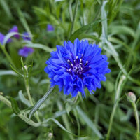 Ramo de flores azules