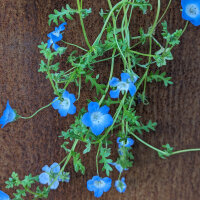 Ramo de flores azules