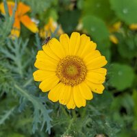 Ramo de flores amarillo