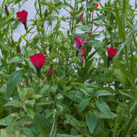 Ramo de flores rojo