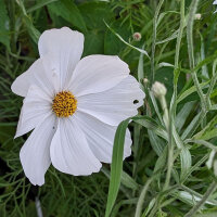 Ramo de flores blanco