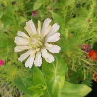 Ramo de flores blanco