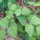 Judía  Royal Burgundy  (Phaseolus vulgaris) semillas