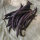 Judía  Royal Burgundy  (Phaseolus vulgaris) semillas
