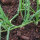 Cebolla De Barletta (Allium cepa) semillas