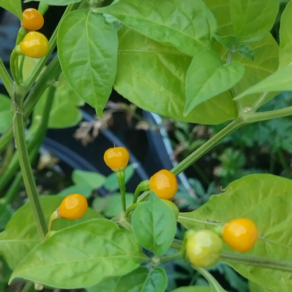 Pimiento Aji Charapita (Capsicum chinense) semillas