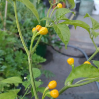 Pimiento Aji Charapita (Capsicum chinense) semillas