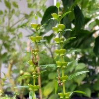 Baikal Skullcap / Chinese Skullcap (Scutellaria...