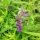 Baikal Skullcap / Chinese Skullcap (Scutellaria baicalensis) organic semillas