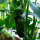 Chile  Nadapeño (Capsicum anuum) orgánico semillas