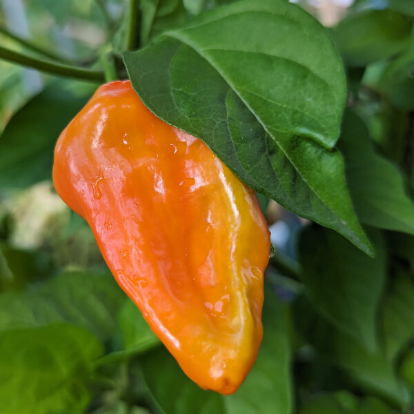 Pimiento NuMex Suave Orange (Capsicum chinense) semillas