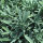 Variedades de Salvia - Set de semillas