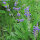 Variedades de Salvia - Set de semillas