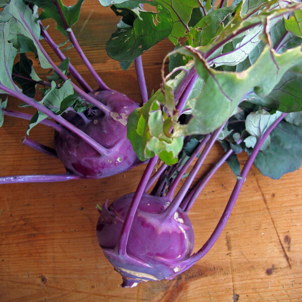 Colinabo morado "Blauer Delikatess" (Brassica oleracea var. gongylodes) semillas