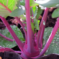 Colinabo morado "Blauer Delikatess" (Brassica...