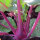 Colinabo morado "Blauer Delikatess" (Brassica oleracea var. gongylodes) semillas