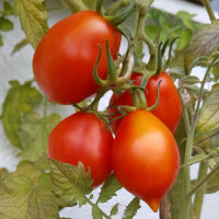 Tomate Piennolo del Vesuvio (Solanum lycopersicum) semillas