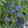 Chinese Forget Me Not (Cynoglossum amabile) <ai>