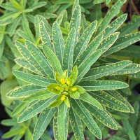 Cushion Spurge (Euphorbia epithymoides syn. polychroma) <ai>