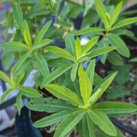 Cushion Spurge (Euphorbia epithymoides syn. polychroma)...