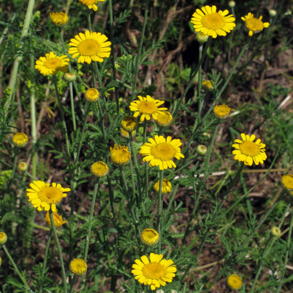 Camomila amarilla (Anthemis tinctoria) semillas
