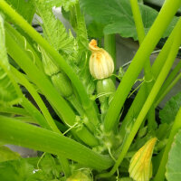 Calabacín Zuboda (Cucurbita pepo) semillas