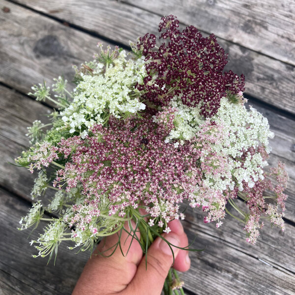 Zanahoria silvestre Dara (Daucus carota ssp. carota)semillas