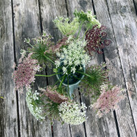 Zanahoria silvestre Dara (Daucus carota ssp. carota)semillas