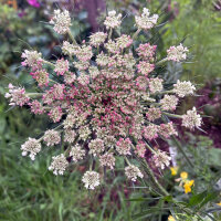 Zanahoria silvestre Dara (Daucus carota ssp. carota)semillas