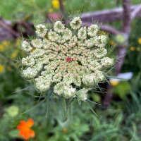 Zanahoria silvestre Dara (Daucus carota ssp. carota)semillas