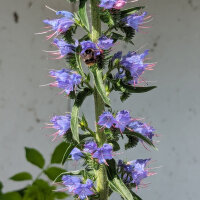 Vipers Bugloss / Blue Bedder (Echium vulgare) seeds <ai>