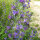 Vipers Bugloss / Blue Bedder (Echium vulgare) seeds <ai>