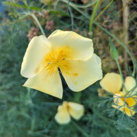 Californian Poppy Chrome Queen (Eschscholzia californica) semillas