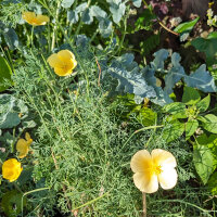 Californian Poppy Chrome Queen (Eschscholzia californica) semillas