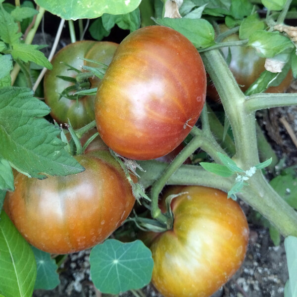 Tomate Tschernij Prinz (Solanum lycopersicum)  orgánico semillas